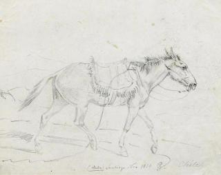 Otto Grashof - Maultier