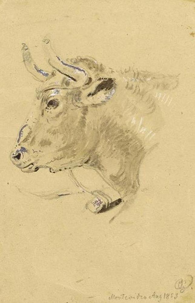 Otto Grashof - Stierkopf