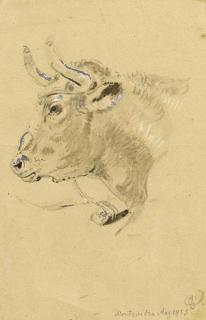 Otto Grashof - Stierkopf