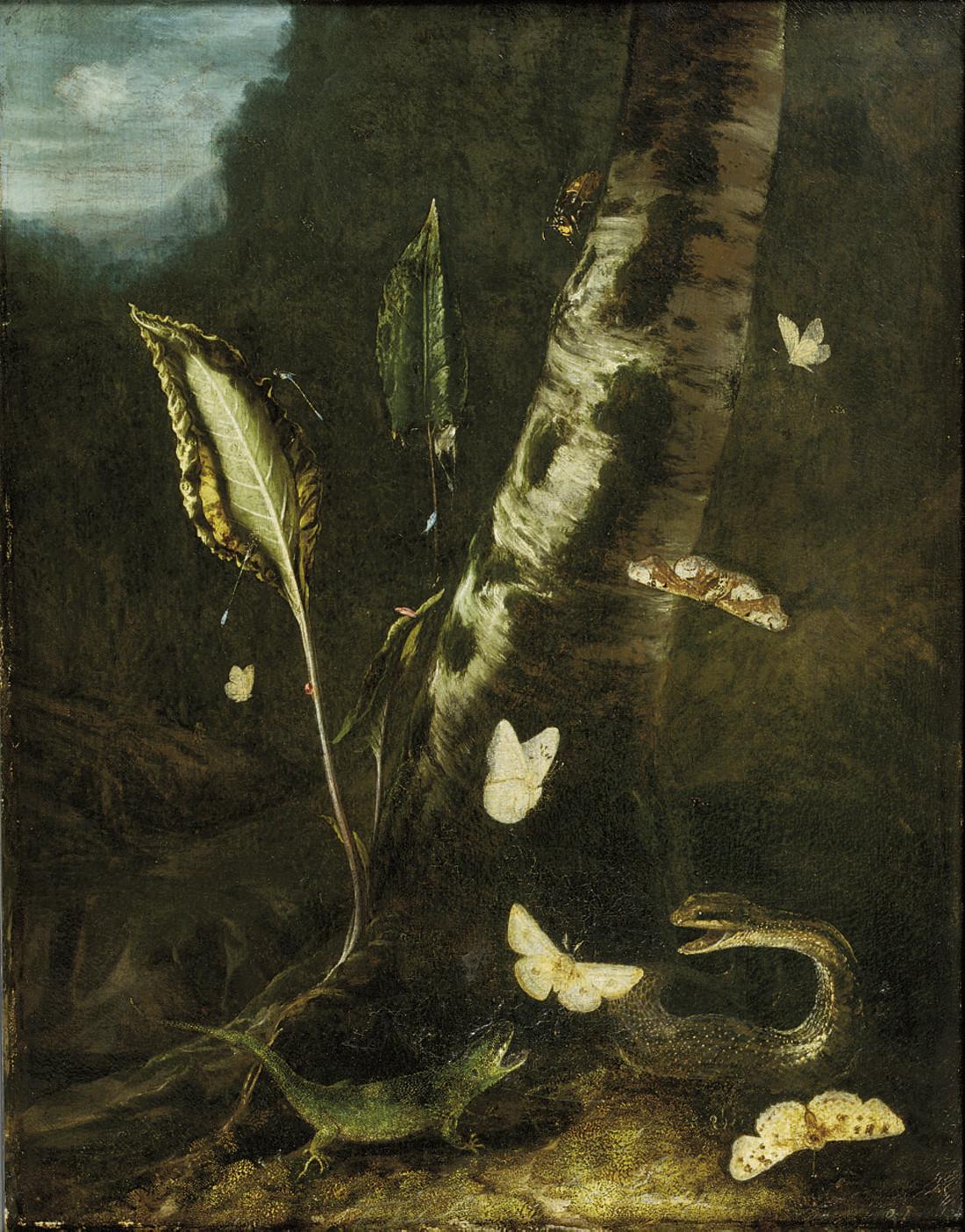 Otto Marseus van Schrieck - A forest floor with a lizard, a snake and butterflies