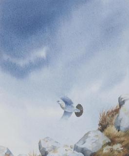 Owen Williams - Ptarmigan; a glimpse of a red grouse; oyster catchers flying low above a river; and deer on a hill