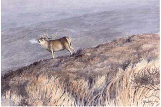 Owen Williams - The lone stag; and The otter pool