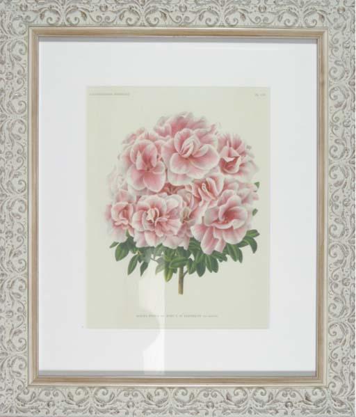 P. de Pannemaeker - L\'Illustration Horticole: Revue Mensuelle Des Plantes Les Plus Remarquables: Six Plates