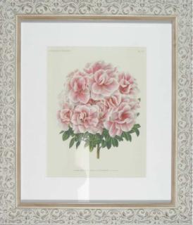 P. de Pannemaeker - L\'Illustration Horticole: Revue Mensuelle Des Plantes Les Plus Remarquables: Six Plates