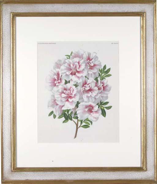 P. de Pannemaeker - L\'Illustration Horticole: Revue Mensuelle Des Plantes Les Plus Remarquables: Six Plates