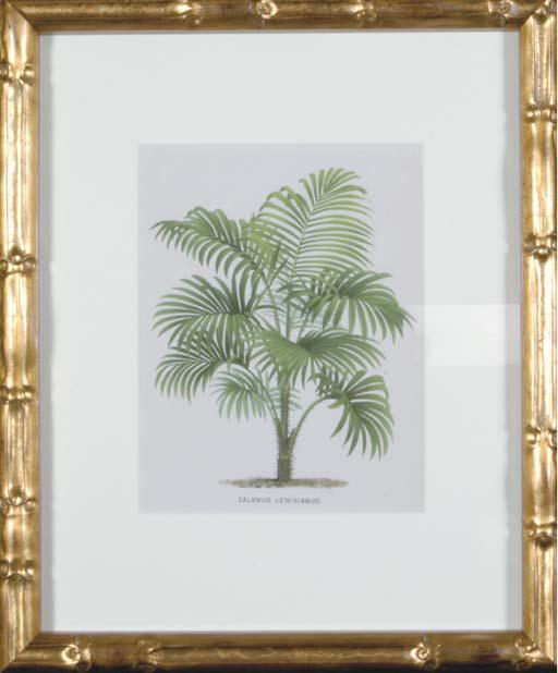 P. de Pannemaeker - L\'Illustration Horticole: Revue Mensuelle Des Serres Et Des Jardins: Eight Plates