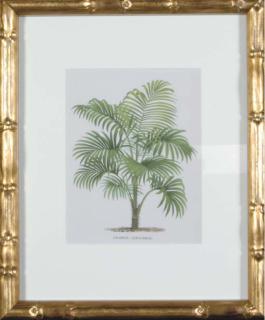 P. de Pannemaeker - L\'Illustration Horticole: Revue Mensuelle Des Serres Et Des Jardins: Eight Plates