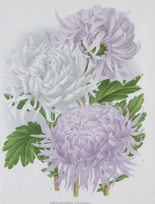 P. de Pannemaeker - L\'Illustration Horticole: Six Plates