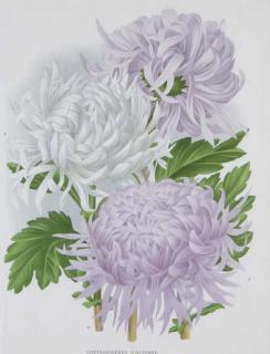 P. de Pannemaeker - L\'Illustration Horticole: Six Plates