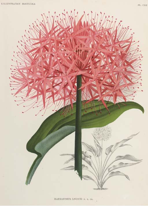 P. de Pannemaeker - L\'Illustration Horticole: Six Plates