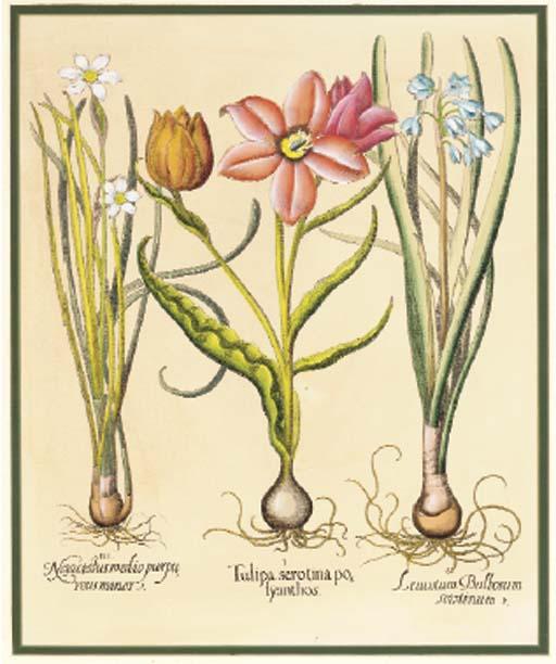 P. Stroobant - Camellia Isolina Corsi And Camellia Rosetta: Two Plates