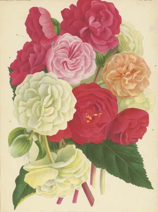 P. Stroobant - Illustration Horticole: Six Plates