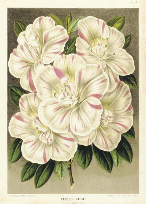 P. Stroobant - L\'Illustration Horticole: Nine Plates