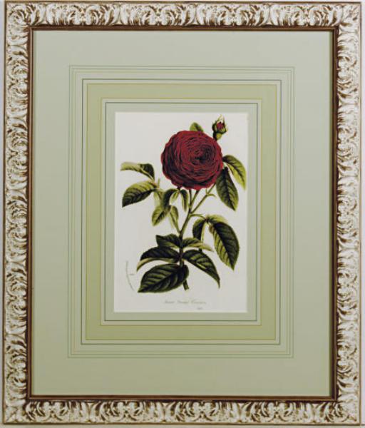 P. Stroobant - [Red Roses]: Eight Plates