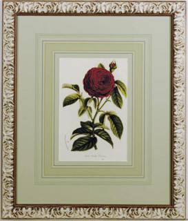 P. Stroobant - [Red Roses]: Eight Plates