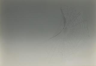 Pae White - Web Sampler #108