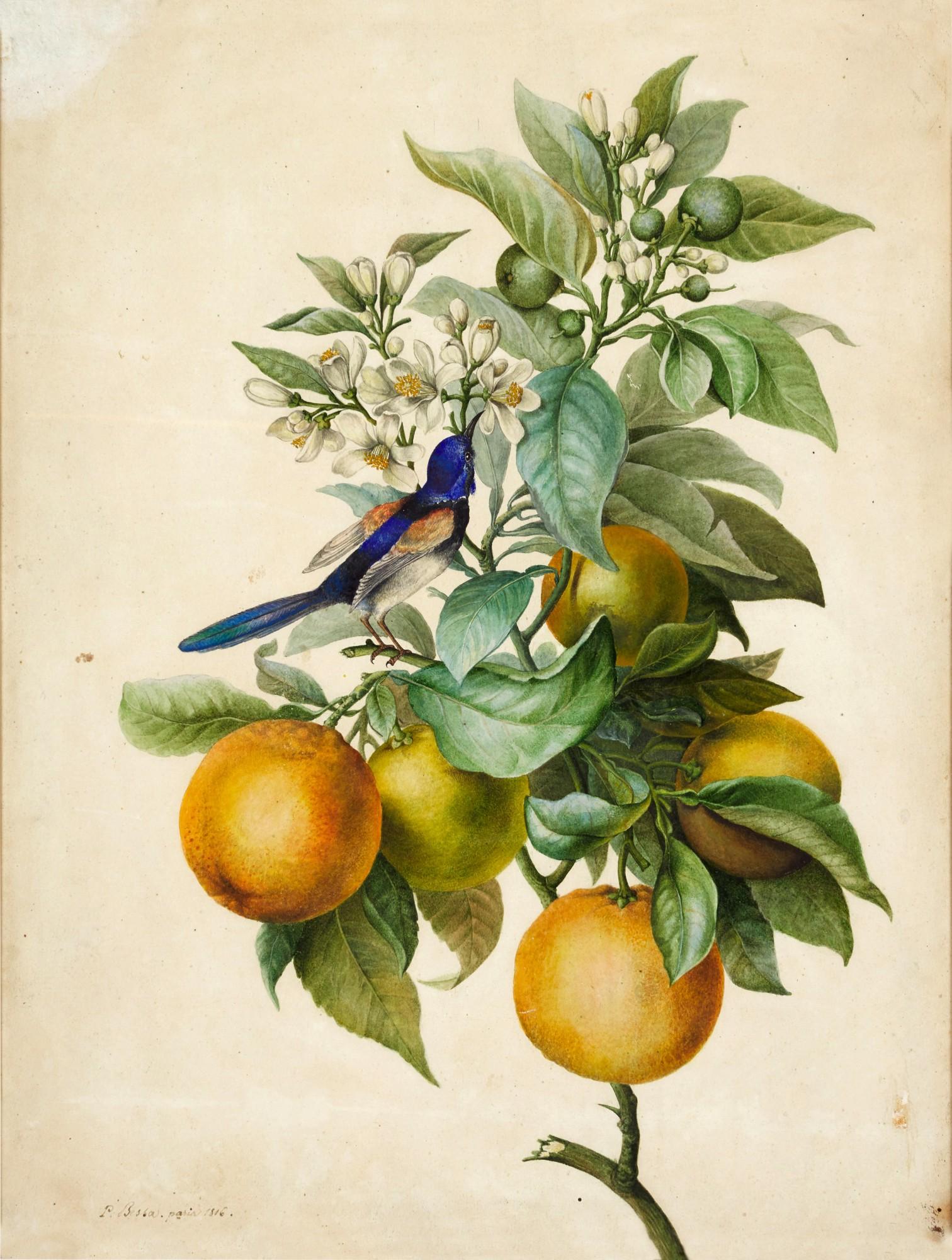 Pancrace Bessa - A branch of Orange Blossom, with a Bee-Eater