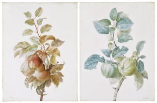 Pancrace Bessa - A branch of pears (i); A branch of quinces (ii)
