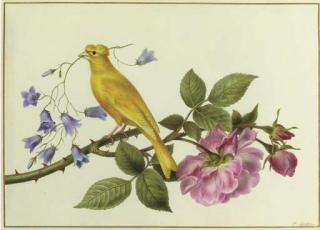 Pancrace Bessa - A canary perched on a the branch of a pink rose, carrying harebells in its beak