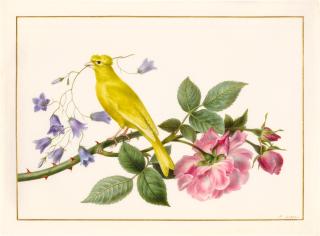 Pancrace Bessa - A canary perched on the branch of a pink rose, carrying harebells in its beak
