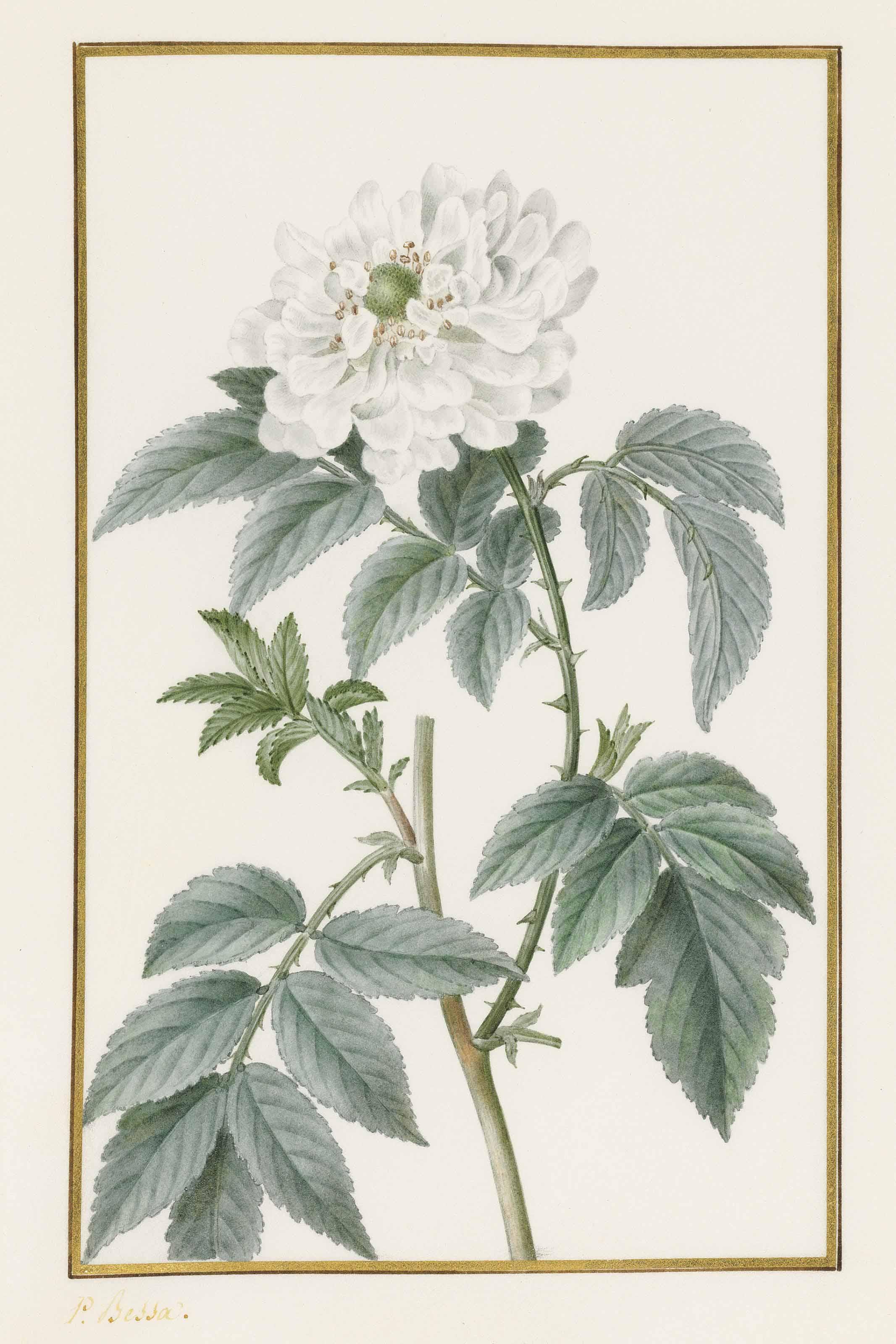 Pancrace Bessa - Branche De Framboisier D\'Asie En Fleur (Rubus Rosifolius)