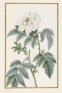 Pancrace Bessa - Branche De Framboisier D\'Asie En Fleur (Rubus Rosifolius)