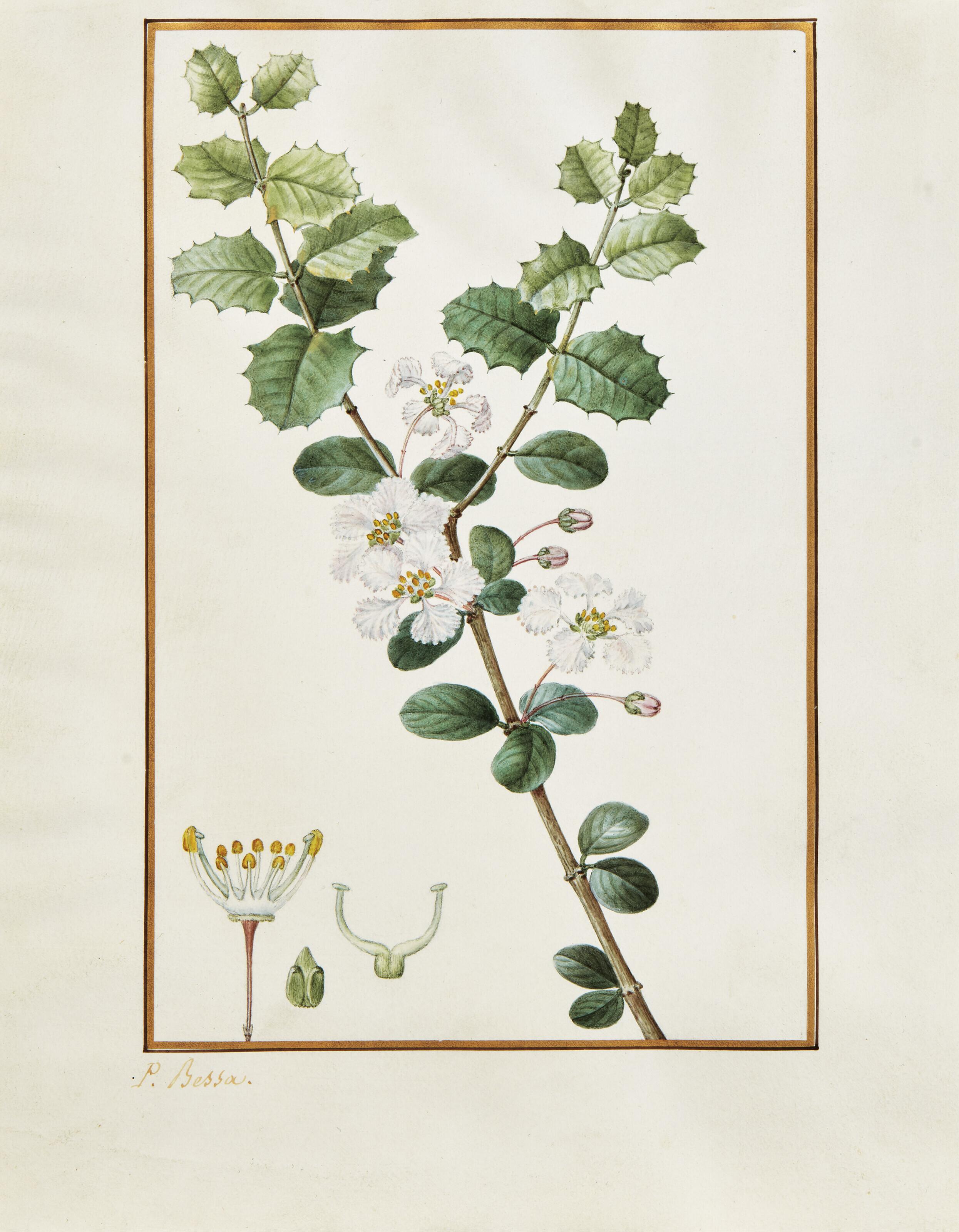 Pancrace Bessa - Branche Fleurie De Malpighier À Feuilles D\'Yeuse Blanches