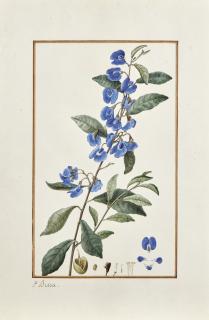 Pancrace Bessa - Branche Fleurie De Platychilier De Cels Aux Pétales Bleus