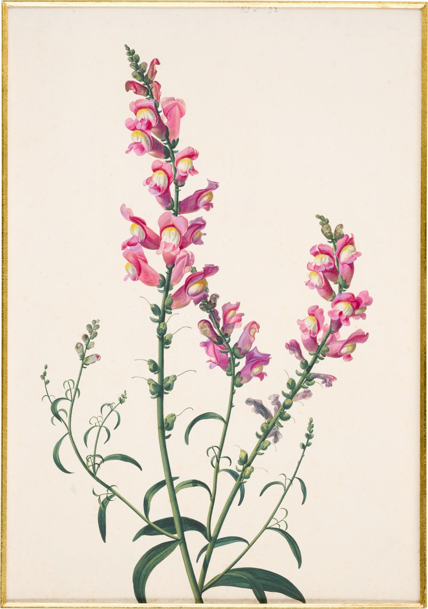 Pancrace Bessa - Study of a Spray of Snapdragons