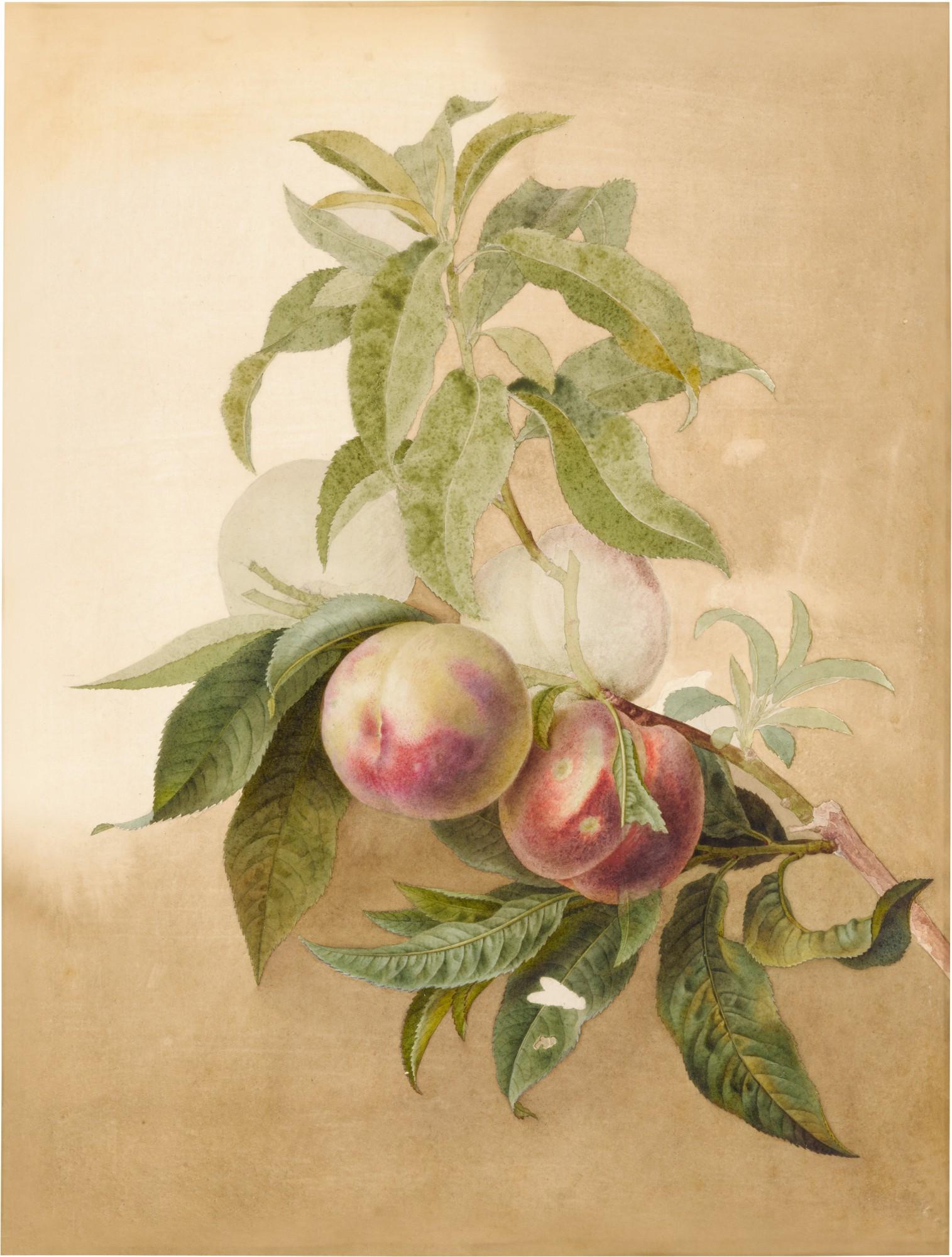 Pancrace Bessa - Study of Peaches on a branch