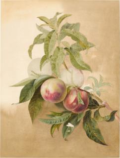 Pancrace Bessa - Study of Peaches on a branch
