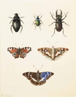 Pancrace Bessa - Three Beetles And Three Butterfies: A Ground Beetle, A Calosoma Sycophantis, And A Cottonwood Stag Beetle; A Peacock (Inachus Io), And A Purple Emperor (Apatura Iris, Upper And Under Sides)