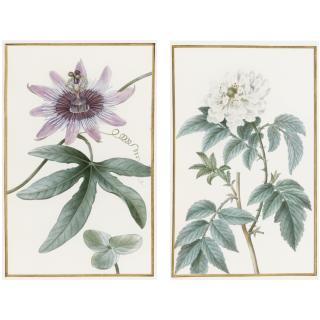 Pancrace Bessa - Three Illustrations Of Flowers From The Herbier Général De L\'Amateur