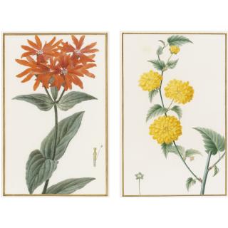 Pancrace Bessa - Three Illustrations Of Flowers From The Herbier Général De L\'Amateur