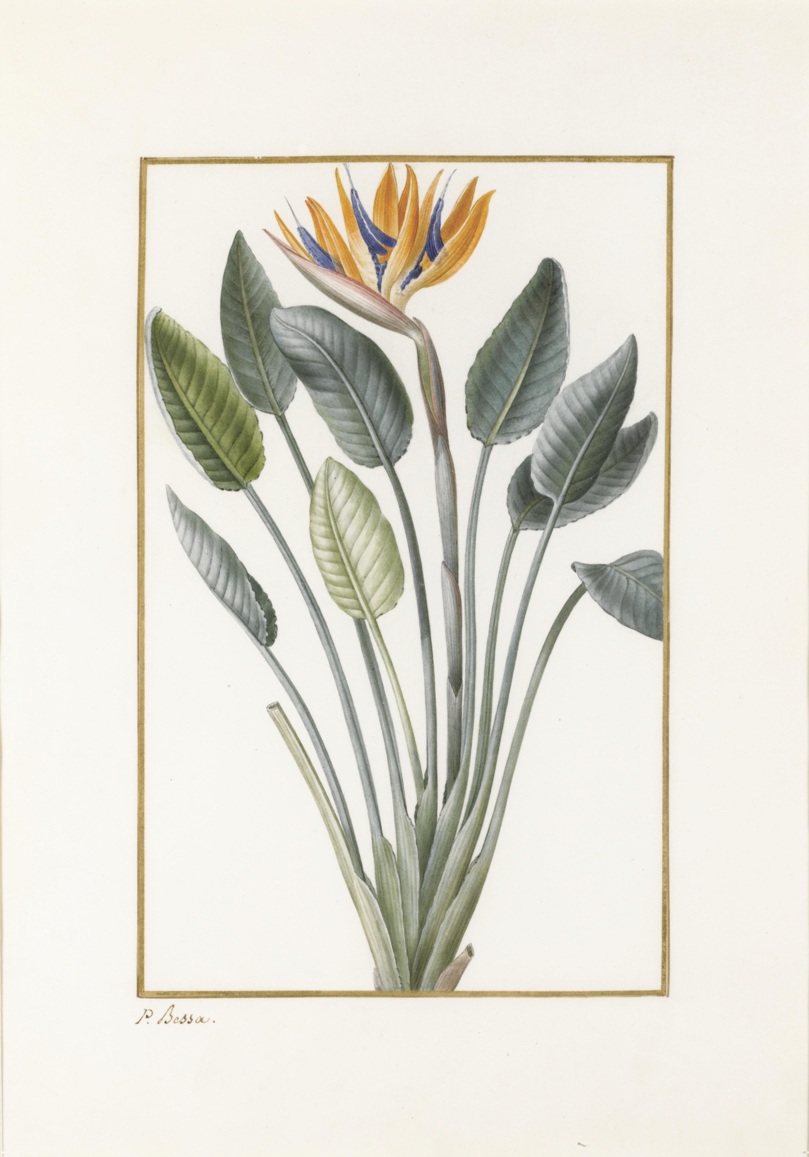 Pancrace Bessa - Three Illustrations Of Flowers From The Herbier Général De L\'Amateur