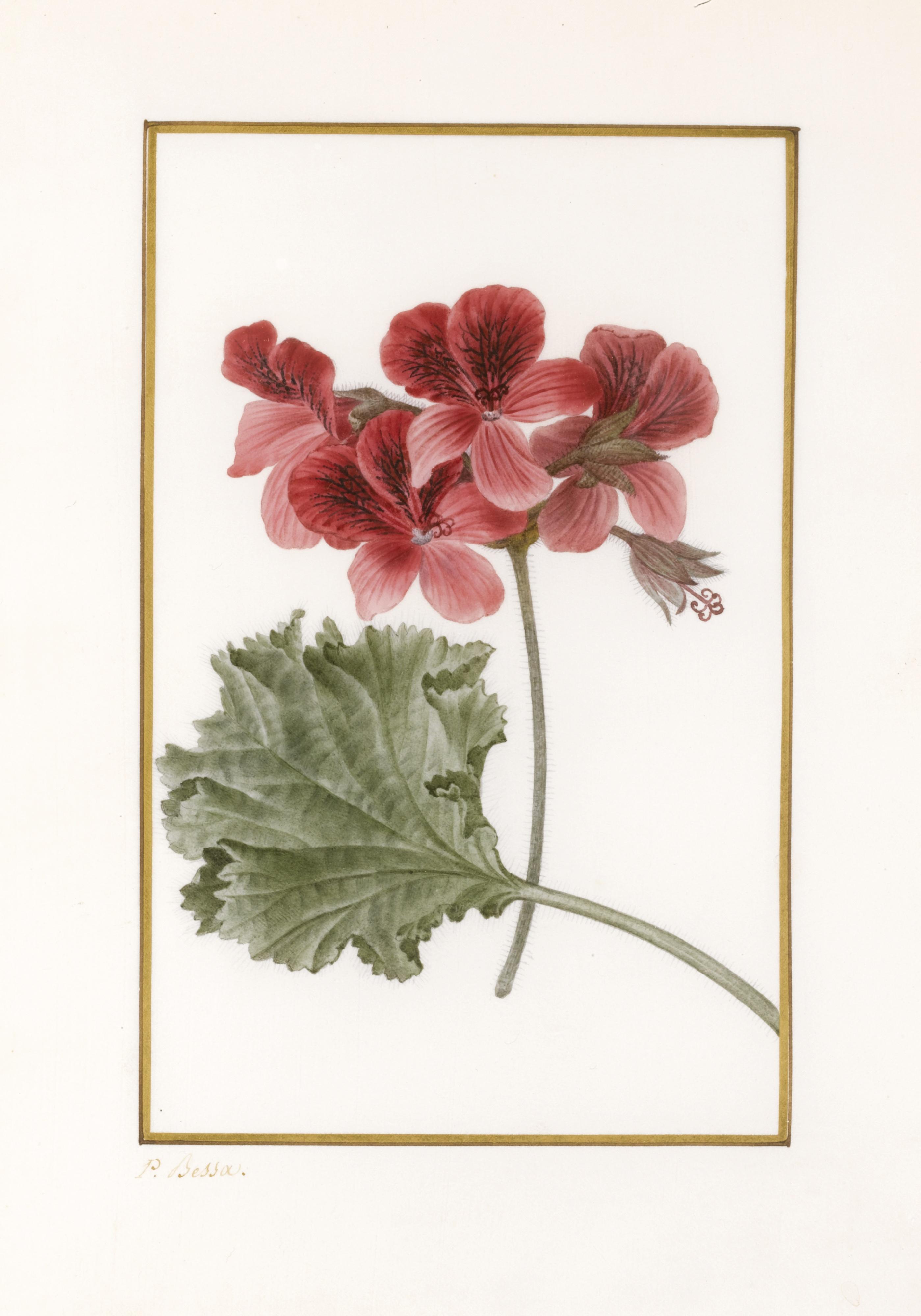Pancrace Bessa - Three Illustrations Of Flowers From The Herbier Général De L\'Amateur