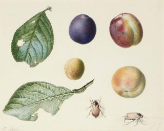 Pancrace Bessa - Two Plum Tree Leaves, Four Different Types Of Plums, Two Beetles, With A Subsidiary Study Of A Third One