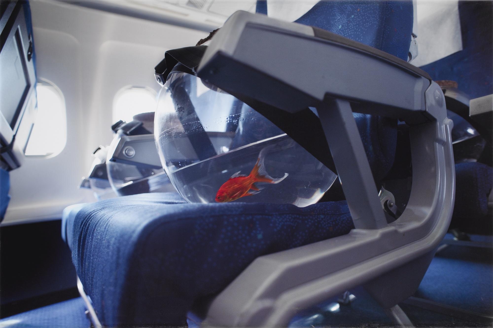 Paola Pivi - I Wish I Am A Fish