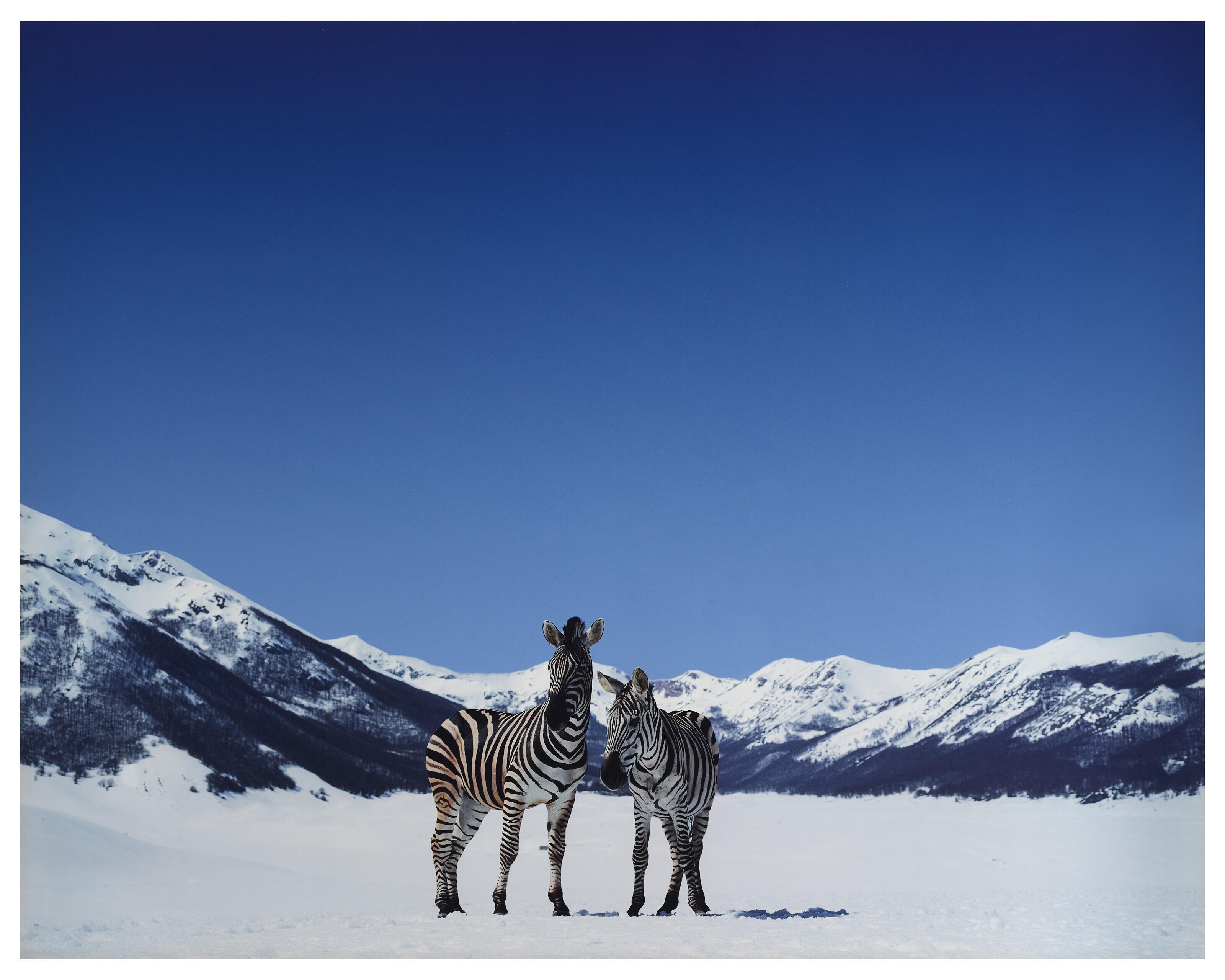 Paola Pivi - Sans titre (zèbres), 2003