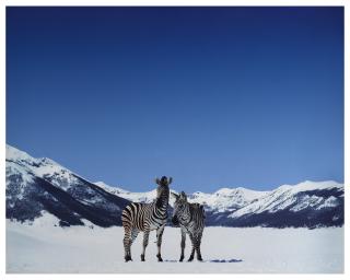 Paola Pivi - Sans titre (zèbres), 2003