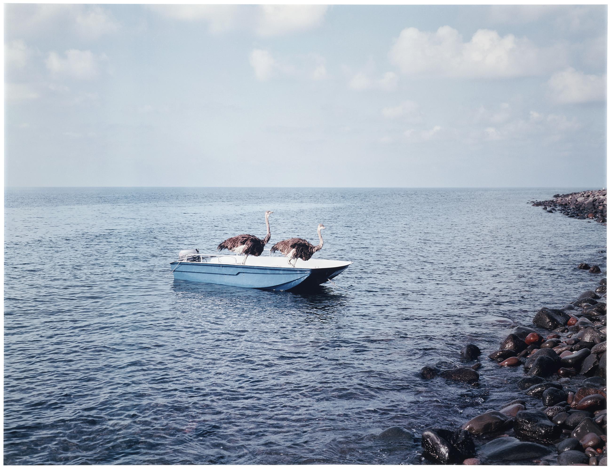 Paola Pivi - Senza Titolo (Struzzi)