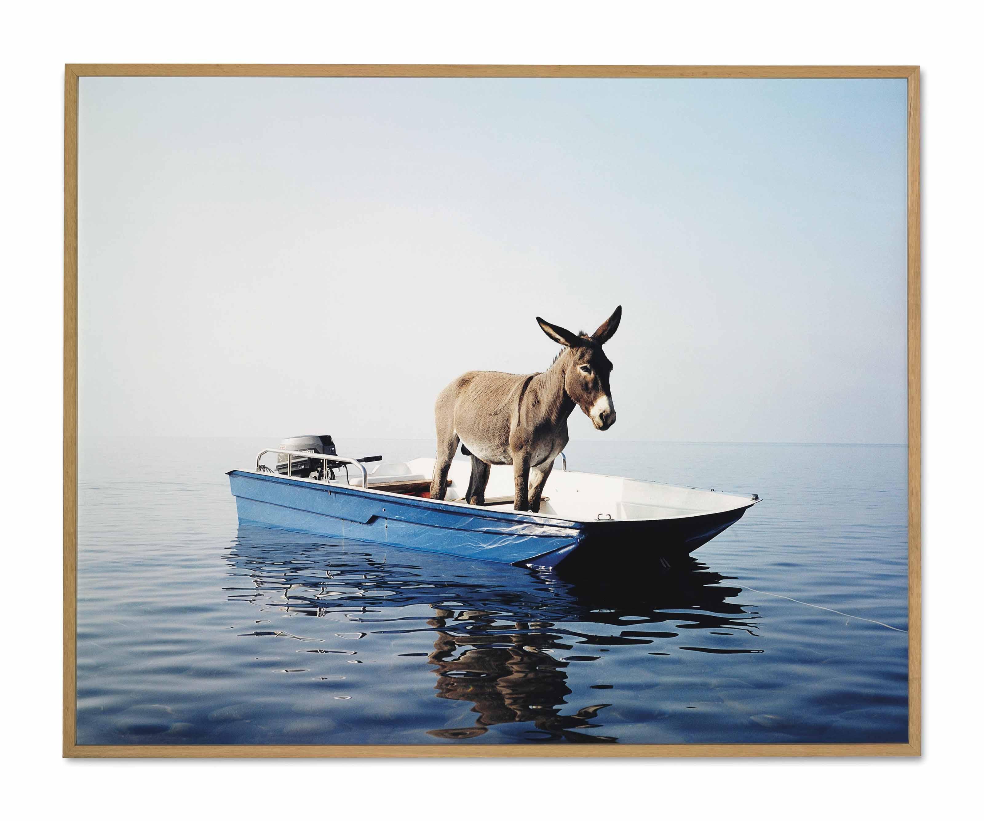 Paola Pivi - Untitled (Donkey)