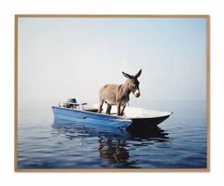 Paola Pivi - Untitled (Donkey)