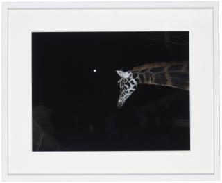 Paola Pivi - Untitled (Giraffa)