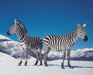 Paola Pivi - Untitled (Zebras)