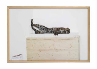 Paola Pivi - Untitled