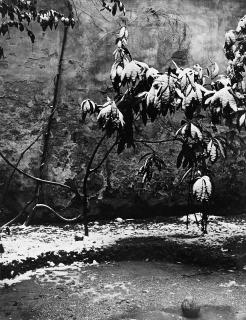 Paolo Monti - Cortile 1950 ca.
