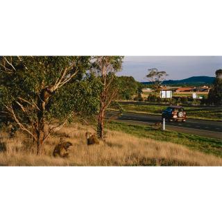 Patricia Piccinini - Australian Subdivision (As The Suburbs Encroach On The Honeyeater\'S Habitat, This Group Is Adapting To Life On The City Fringe) (From The Series Nature\'S Little Helpers)