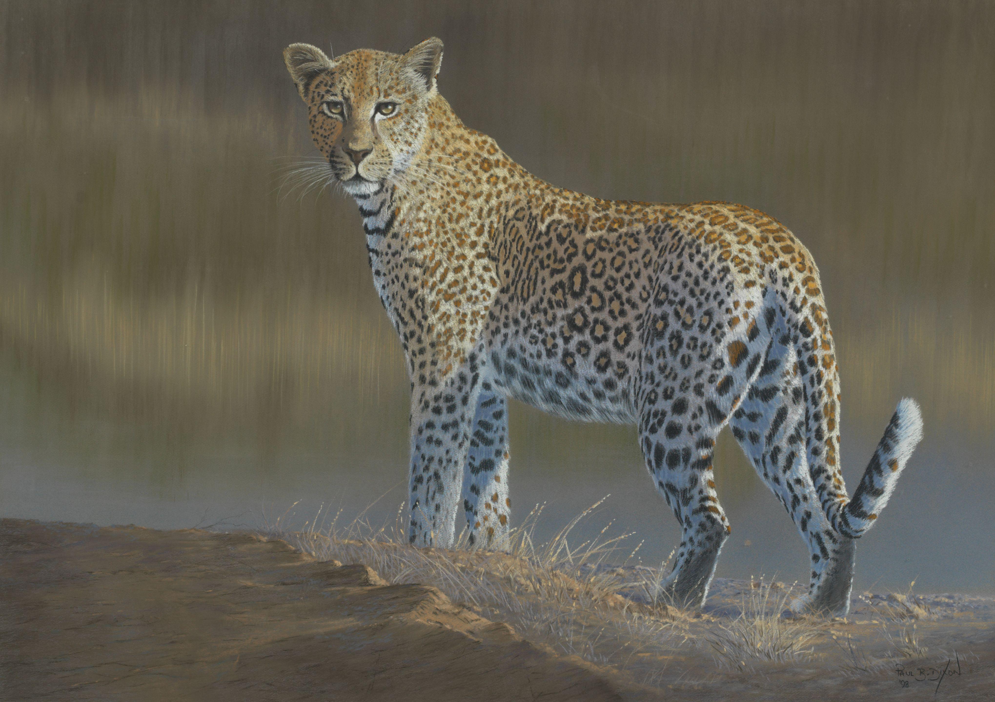 Paul B. Dixon - Leopard