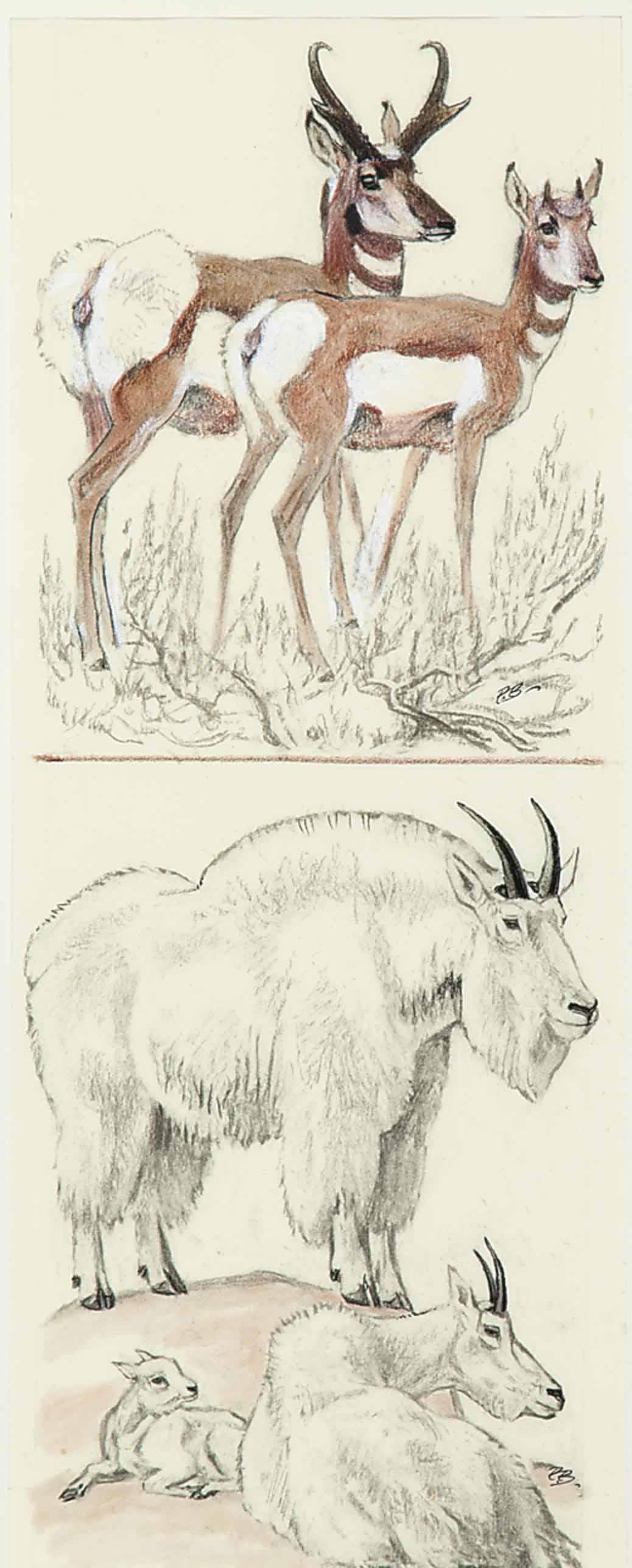 Paul Bransom - Mountain Goat and Antelope; and two companion drawings